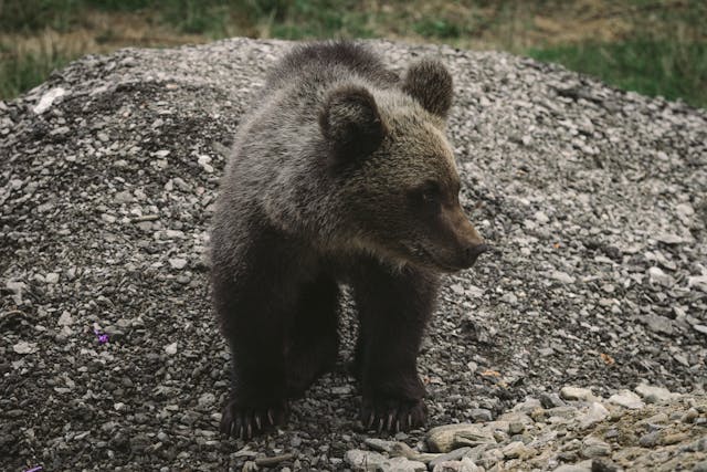 Primul pui de urs găsit și salvat în zona Transfăgărășan, căutările continuă pentru ceilalți doi