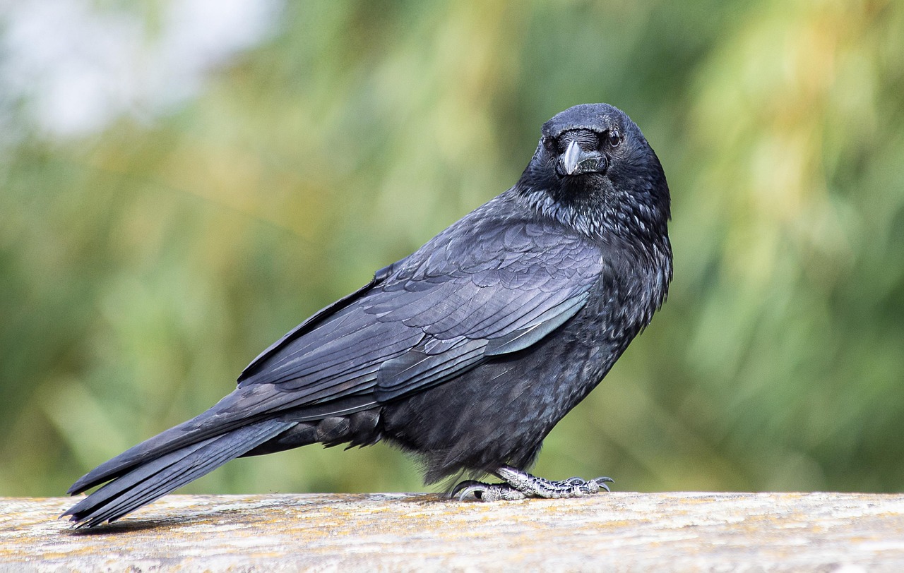 Cât trăiește o cioară în comparație cu alte specii comune