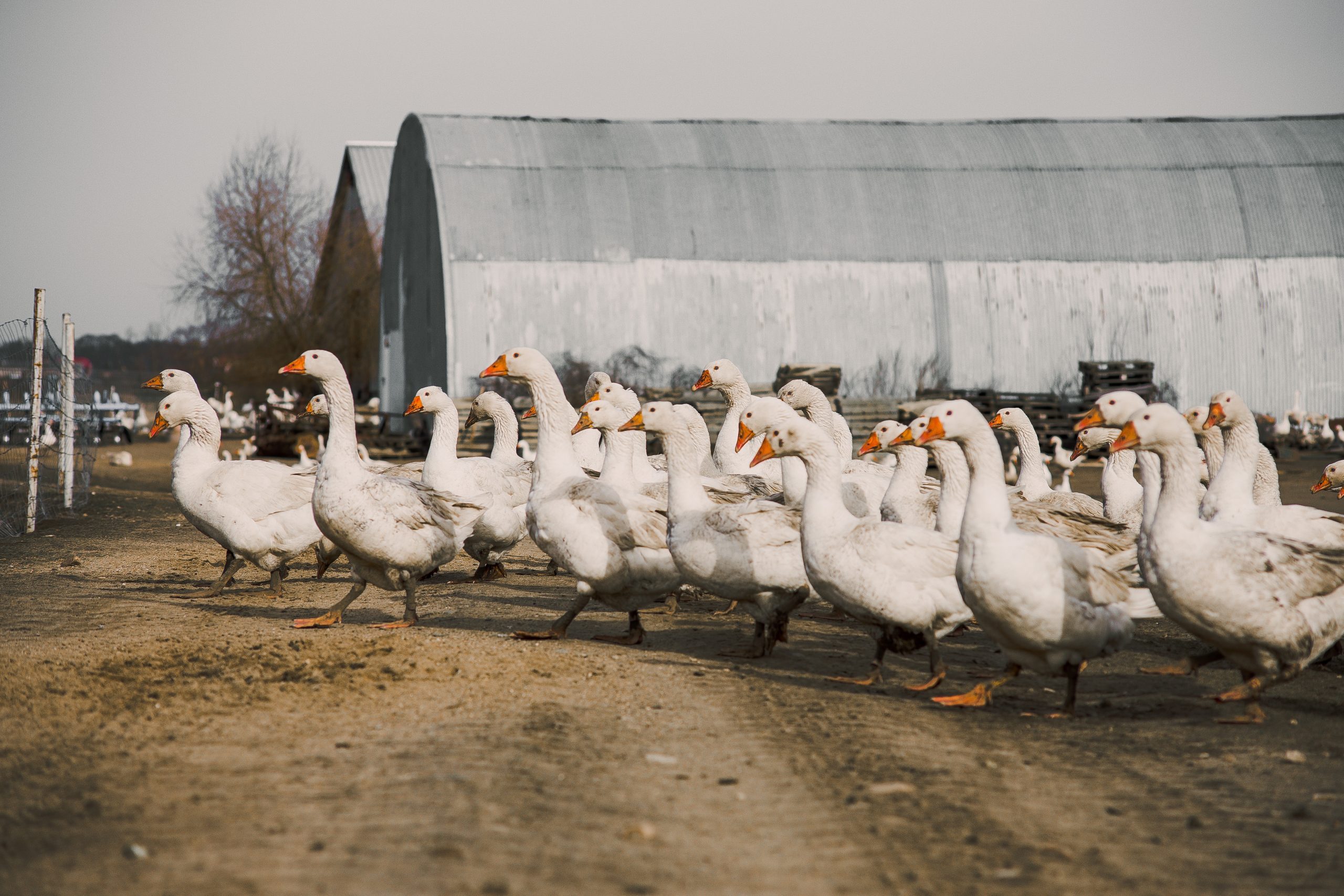 Ghid pentru înființarea unei ferme de familie
